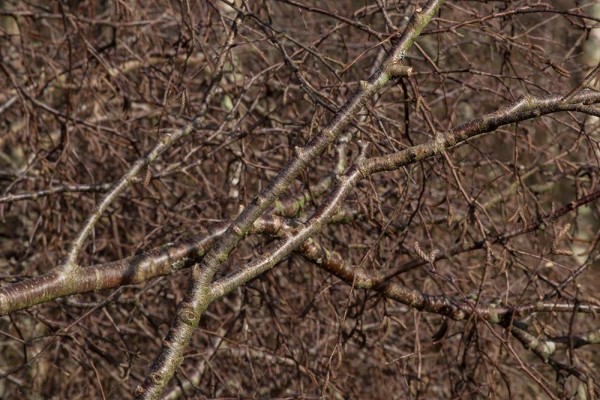 Chatley Wood,julian, konczak, photography, forest trip out, new forest, in search of a vista, winter