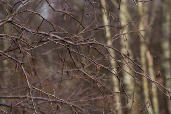 Chatley Wood,julian, konczak, photography, forest trip out, new forest, in search of a vista, winter