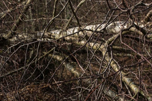 Chatley Wood,julian, konczak, photography, forest trip out, new forest, in search of a vista, winter