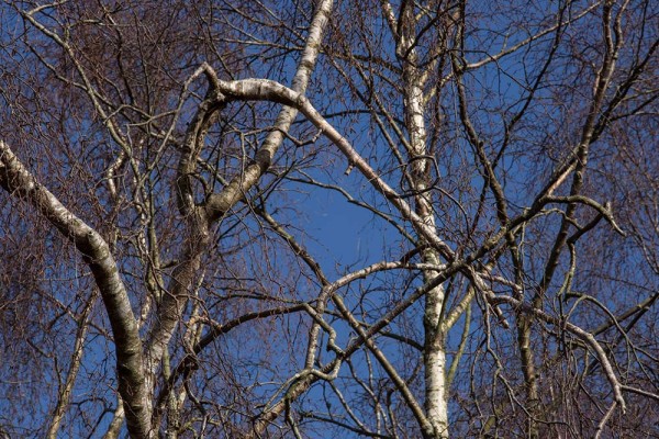 Chatley Wood,julian, konczak, photography, forest trip out, new forest, in search of a vista, winter