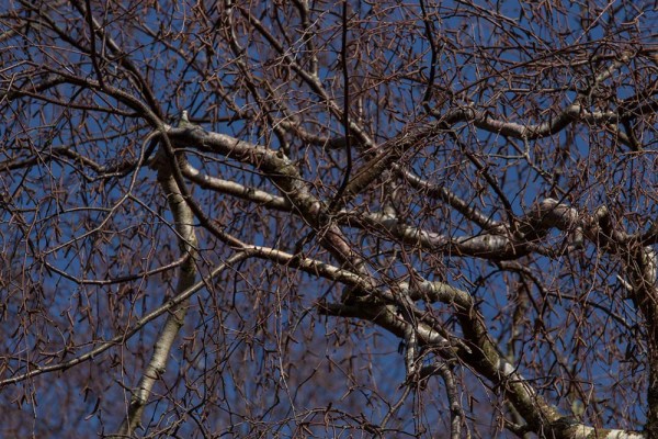 Chatley Wood,julian, konczak, photography, forest trip out, new forest, in search of a vista, winter