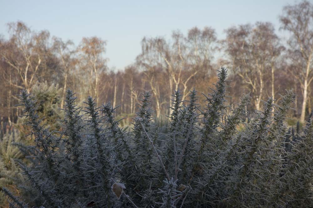 julian, konczak, photography, forest trip out, new forest, in search of a vista, winter, bigburn hill