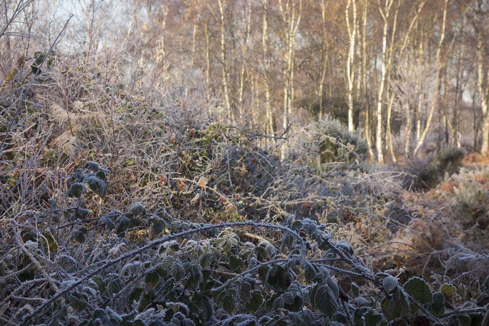 julian, konczak, photography, forest trip out, new forest, in search of a vista, winter, bigburn hill