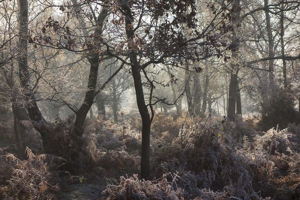 julian, konczak, photography, forest trip out, new forest, in search of a vista, winter, bigburn hill