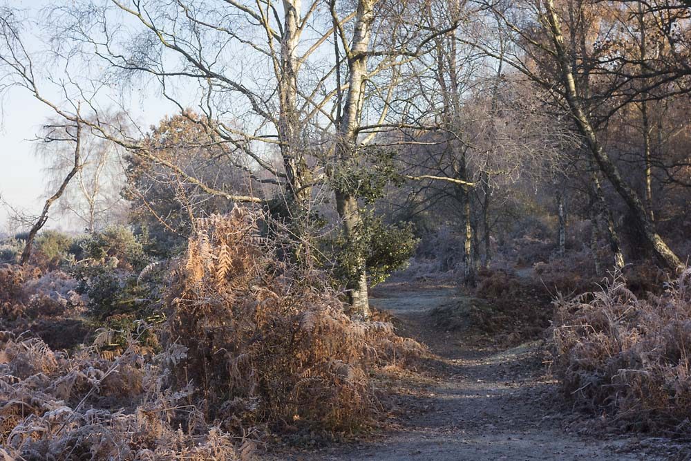 julian, konczak, photography, forest trip out, new forest, in search of a vista, winter, bigburn hill