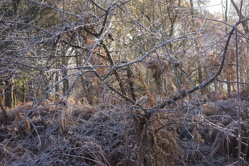 julian, konczak, photography, forest trip out, new forest, in search of a vista, winter, bigburn hill