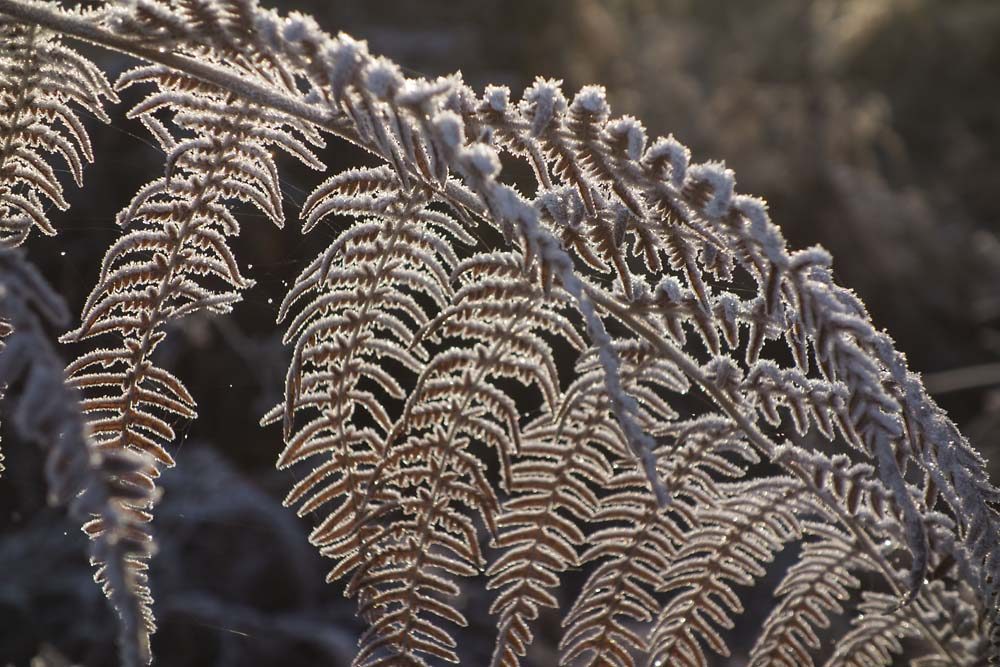 julian, konczak, photography, forest trip out, new forest, in search of a vista, winter, bigburn hill