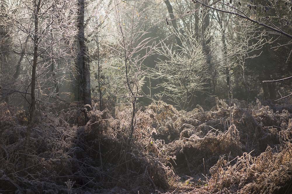 julian, konczak, photography, forest trip out, new forest, in search of a vista, winter, bigburn hill