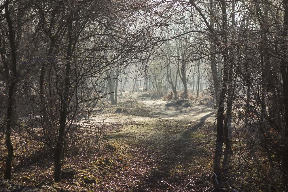 julian, konczak, photography, forest trip out, new forest, in search of a vista, winter, bigburn hill