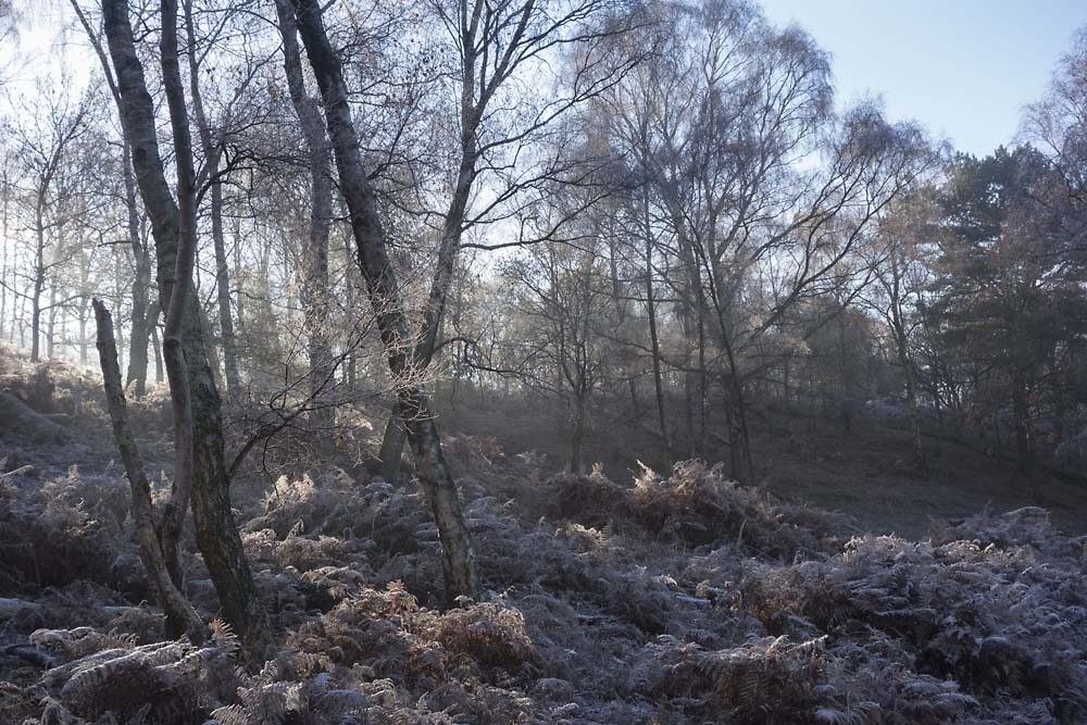 julian, konczak, photography, forest trip out, new forest, in search of a vista, winter, bigburn hill