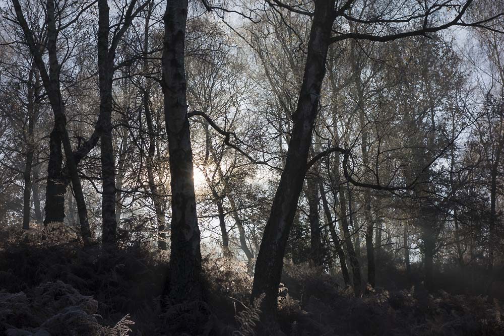 julian, konczak, photography, forest trip out, new forest, in search of a vista, winter, bigburn hill