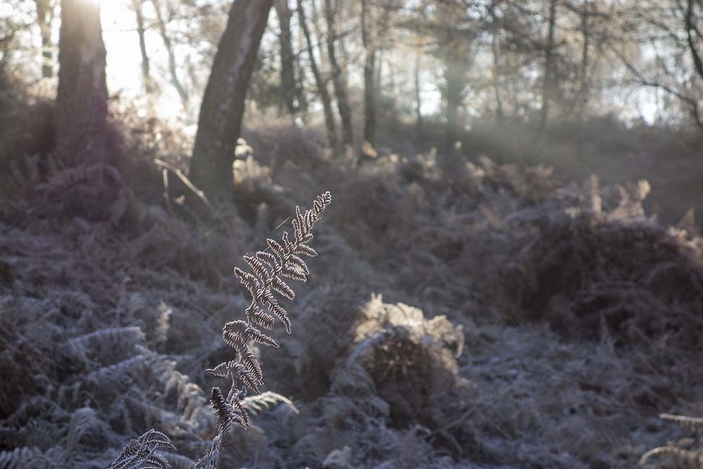 julian, konczak, photography, forest trip out, new forest, in search of a vista, winter, bigburn hill