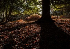 In Search of a Vista – Around Salisbury Trench