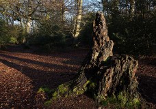 In Search of a Vista – Near Rufus Stone