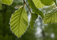 In Search of a Vista – Into Wootton Coppice Inclosure