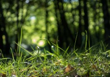 In Search of a Vista – Into Denny Wood