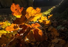 In Search of a Vista – From Hightown Common