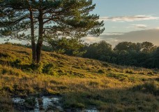 In Search of a Vista – Alongside Wick Wood